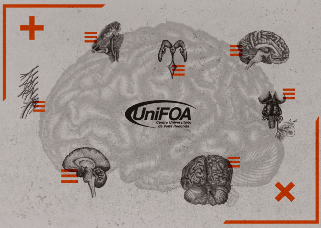 Alunos de Medicina criam Atlas de Neuroanatomia Humana  