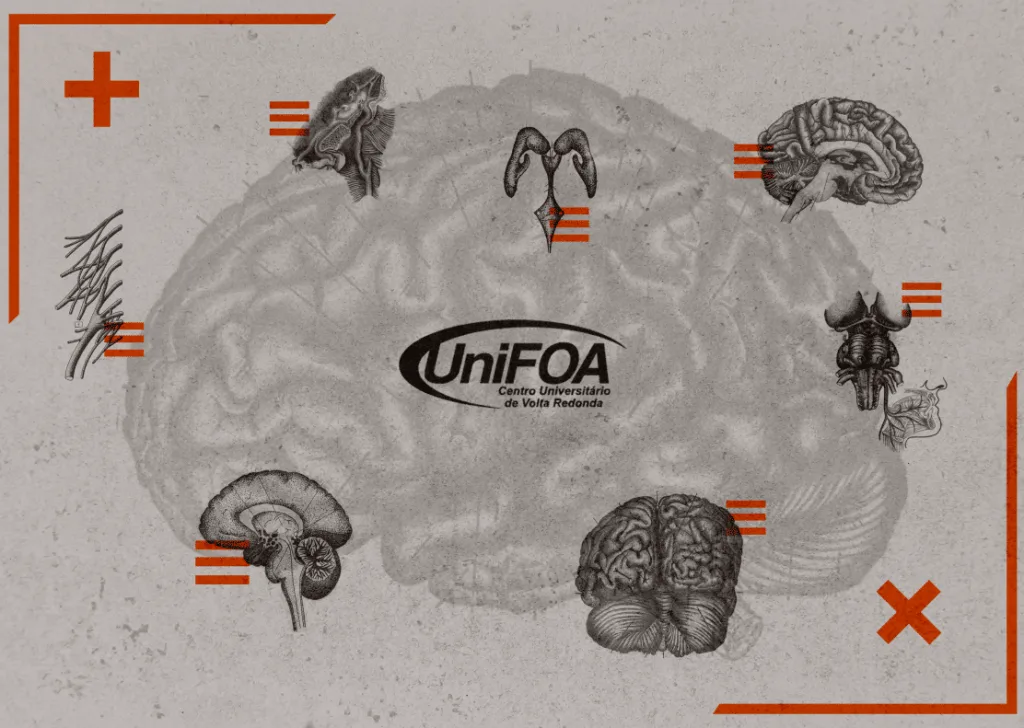 Alunos de Medicina criam Atlas de Neuroanatomia Humana